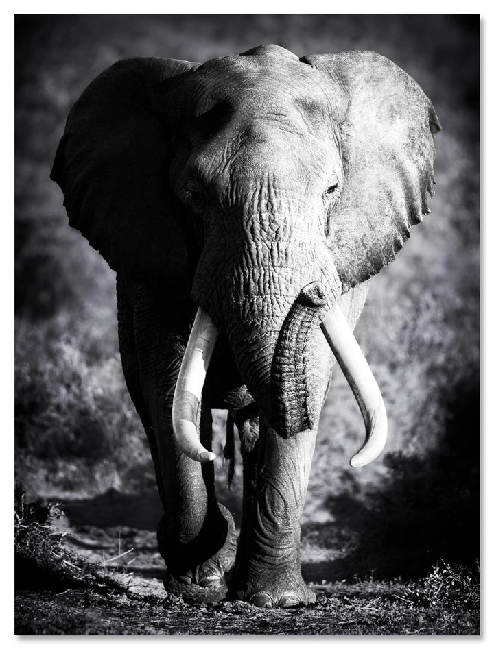 wandmotiv24 Leinwandbild Tiere 120x90cm, Hochformat, Elefant, Deko, Bilder auf Leinwand, Wanddeko, X