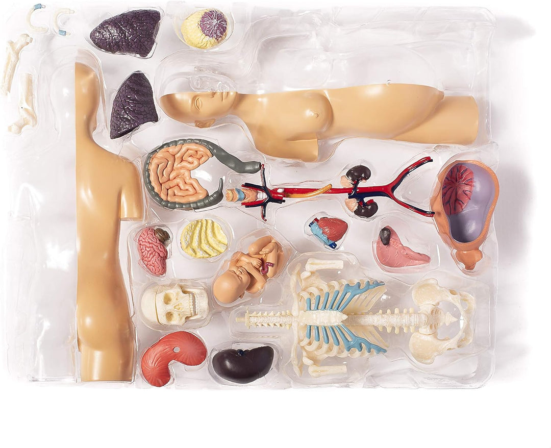 Thames & Kosmos , 260840, Human Pregnancy Anatomy Model, Learn About Human Pregnancy, 30+ Parts with