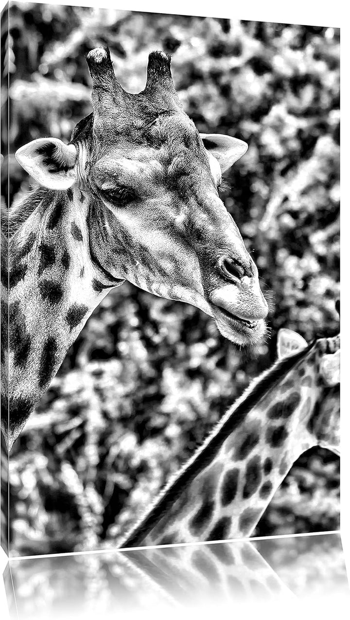 Monocrome, Giraffen, Format: 100x70 auf Leinwand, XXL riesige Bilder fertig gerahmt mit Keilrahmen,