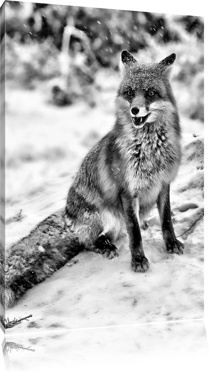 Pixxprint Fuchs im Schnee als Leinwandbild/Grösse: 100x70 / Wandbild/Kunstdruck/fertig bespannt, 100
