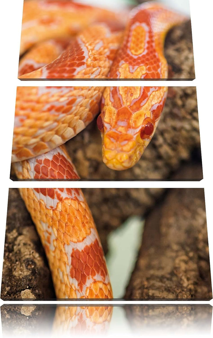 Pixxprint ruhende Kornnatter als Leinwandbild/Grösse: 3 Teilig (120x80) cm/Wandbild/Kunstdruck/ferti