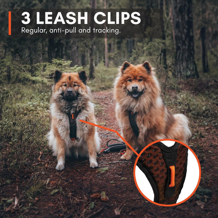 Non-stop dogwear Rock Harness |130| Führ und Alltagsgeschirr, Grösse:S Schwarz S, Schwarz S