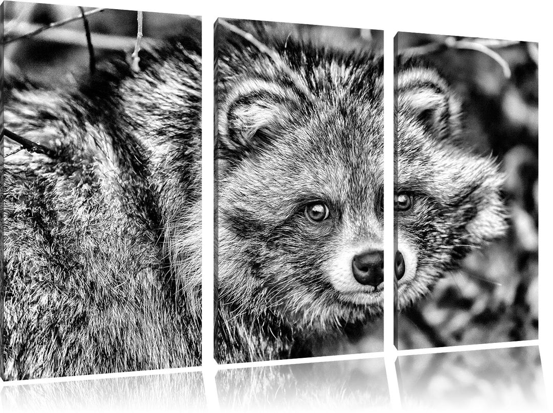 Pixxprint scheuer Waschbär als Leinwandbild/Grösse: 3 Teilig (120x80) / Wandbild/Kunstdruck/fertig b