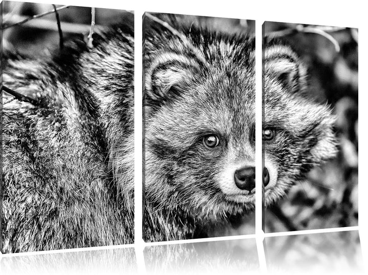 Pixxprint scheuer Waschbär als Leinwandbild/Grösse: 3 Teilig (120x80) / Wandbild/Kunstdruck/fertig b
