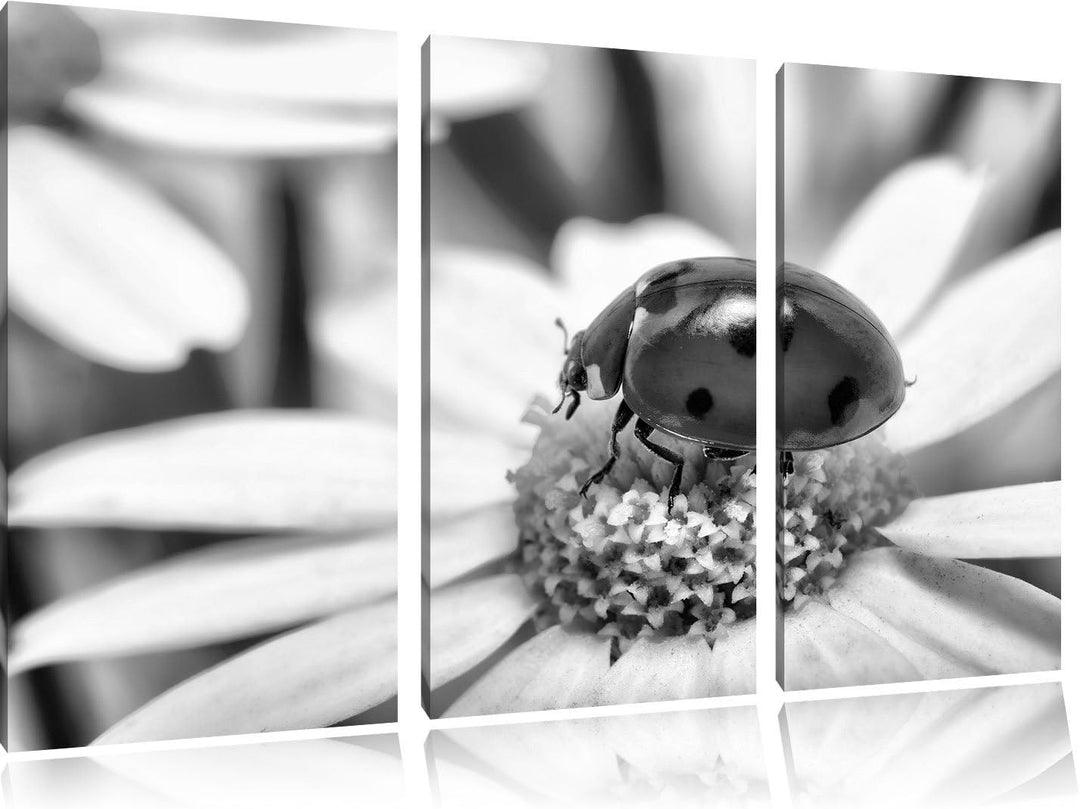 Pixxprint Marienkäfer auf Gänseblümchen als Leinwandbild | Grösse: 3 Teilig (120x80) | Wandbild| Kun