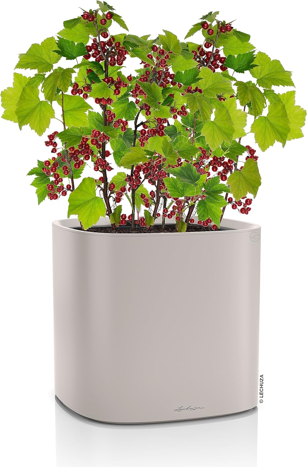 LECHUZA PILA Color Planter sandbraun 15907 35x35x33 cm Sandbraun, 35x35x33 cm Sandbraun