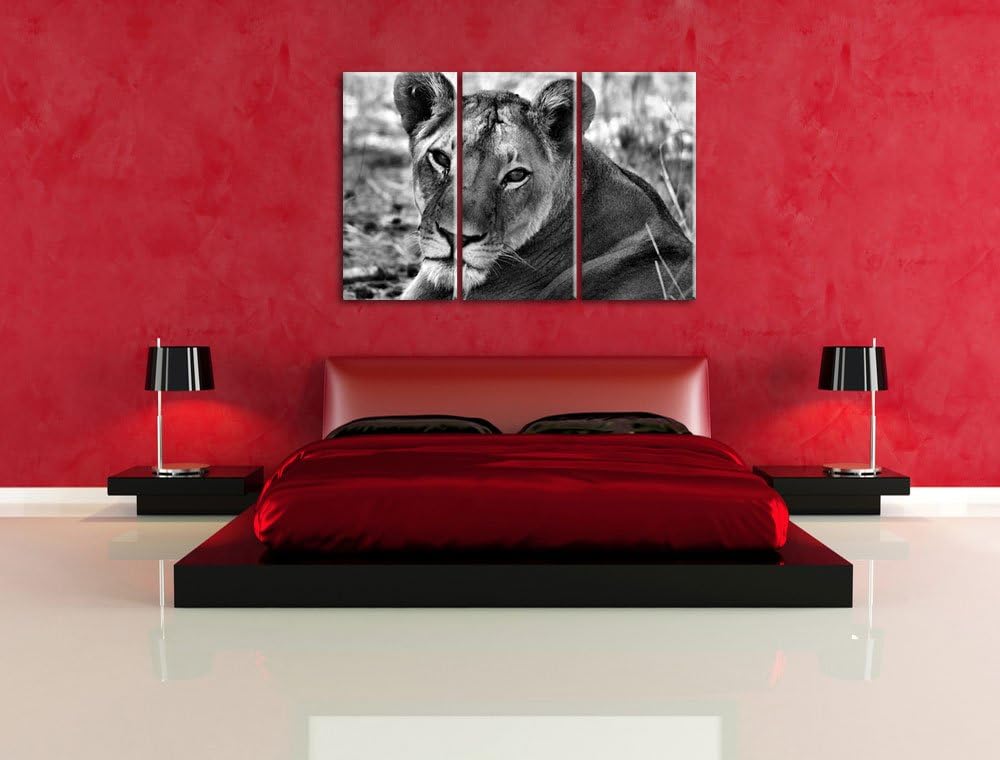Pixxprint schöne Löwin im Wildgras als Leinwandbild/Grösse: 3 Teilig (120x80) cm/Wandbild/Kunstdruck