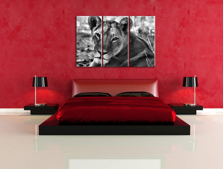 Pixxprint schöne Löwin im Wildgras als Leinwandbild/Grösse: 3 Teilig (120x80) cm/Wandbild/Kunstdruck