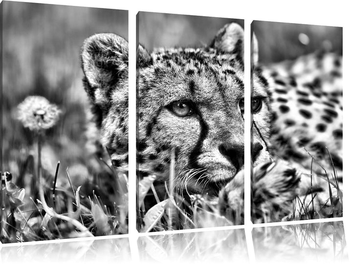 Pixxprint Monocrome, Gepard im Gras 3-Teiler Leinwandbild 120x80 Bild auf Leinwand