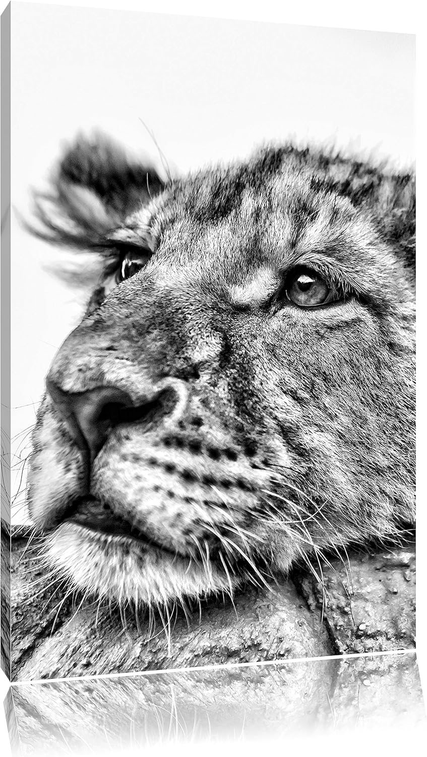 Pixxprint junger Löwe schläft als Leinwandbild/Grösse: 100x70 / Wandbild/Kunstdruck/fertig bespannt,