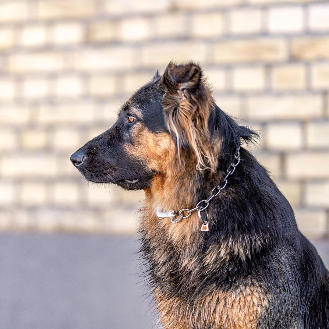 Sprenger Hundehalskette mit Sprenger Haken aus Edelstahl rostfrei 4 mm I Grösse individuell einstell
