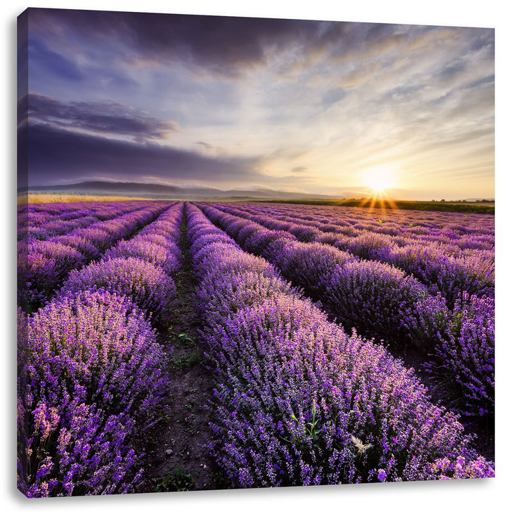 Pixxprint Traumhafte Lavendel Provence als Leinwandbild/Grösse: 70x70 cm/Wandbild/Kunstdruck/fertig