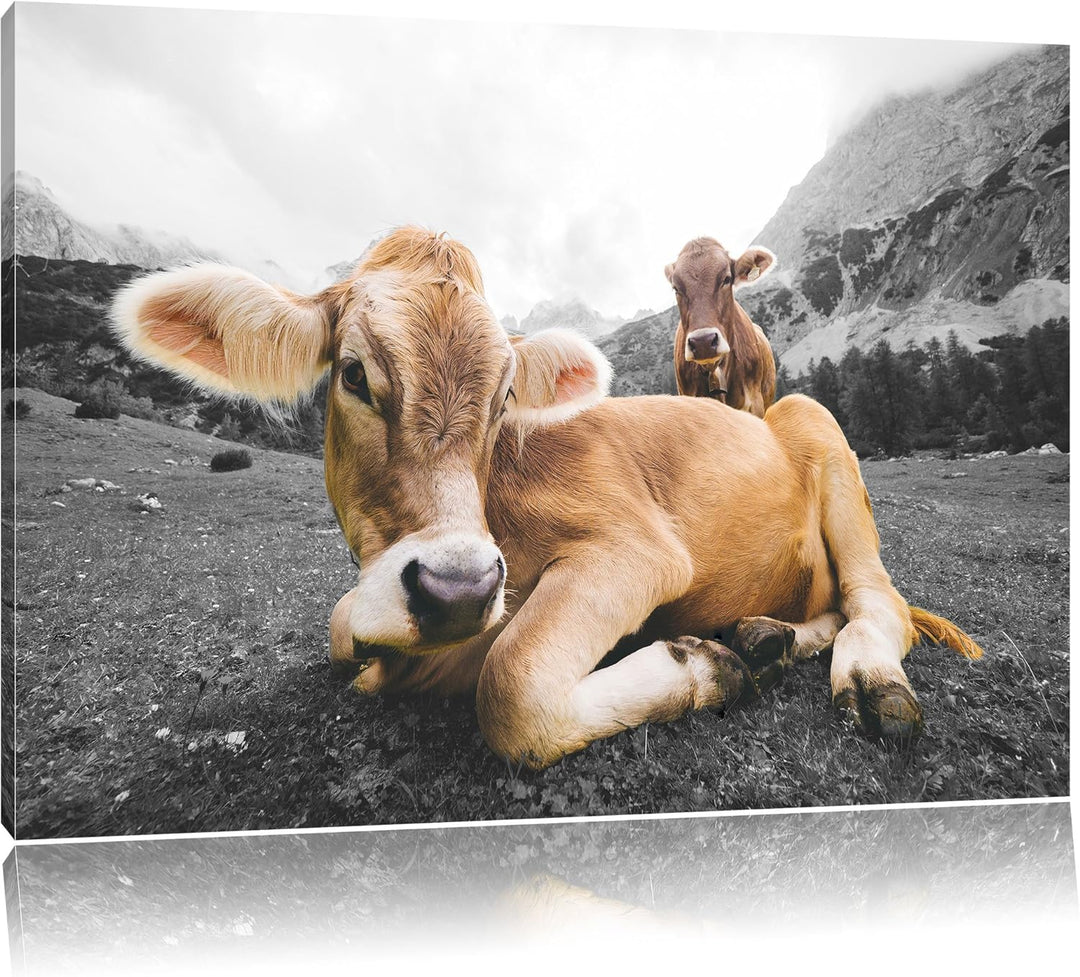 Pixxprint Almkuh in den Bergen als Leinwandbild/Grösse: 100x70 / Wandbild/Kunstdruck/fertig bespannt