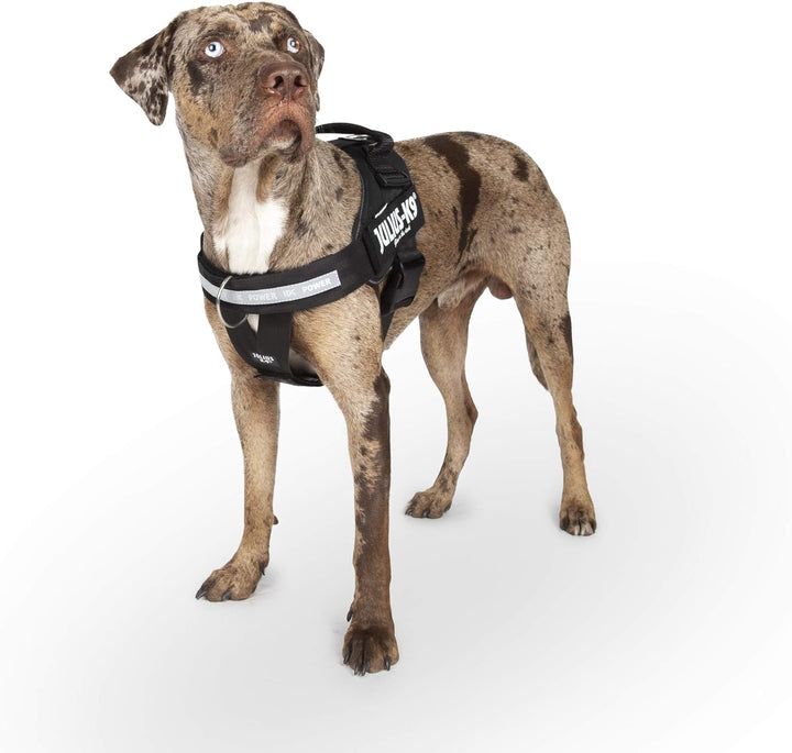 Julius-K9 16IDC-PBGHS-2 IDC Powergeschirr, Hundegeschirr mit Front Control Y-Gurt, Grösse: XL/2, Sch