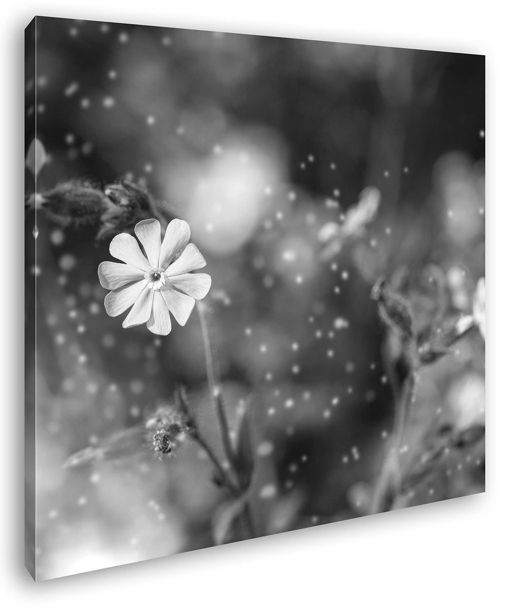 deyoli Rosa Blumen Format: 70x70 Effekt: Schwarz&Weiss als Leinwandbild, Motiv fertig gerahmt auf Ec