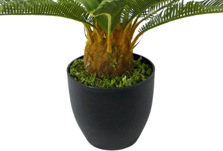 Cycaspalme im Topf 67 cm Cycaspalme im Topf, 67 cm Cycaspalme im Topf
