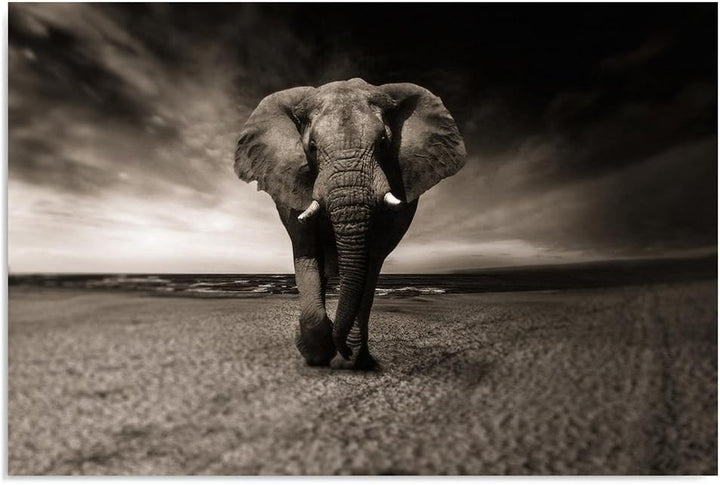 Feeby. Wandbilder - 1 Teilig- 60x90 cm - Bilder Kunstdrucke Deko Panel, ELEFANT, NATUR, SCHWARZ UND