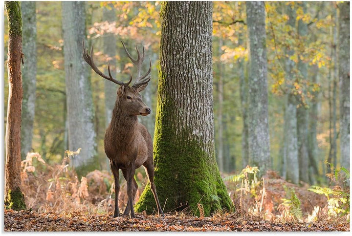 Feeby. Wandbilder - 1 Teilig- 78x118 cm - Bilder Kunstdrucke Deko Panel, HIRSCH, NATUR, BRAUN, 78x11