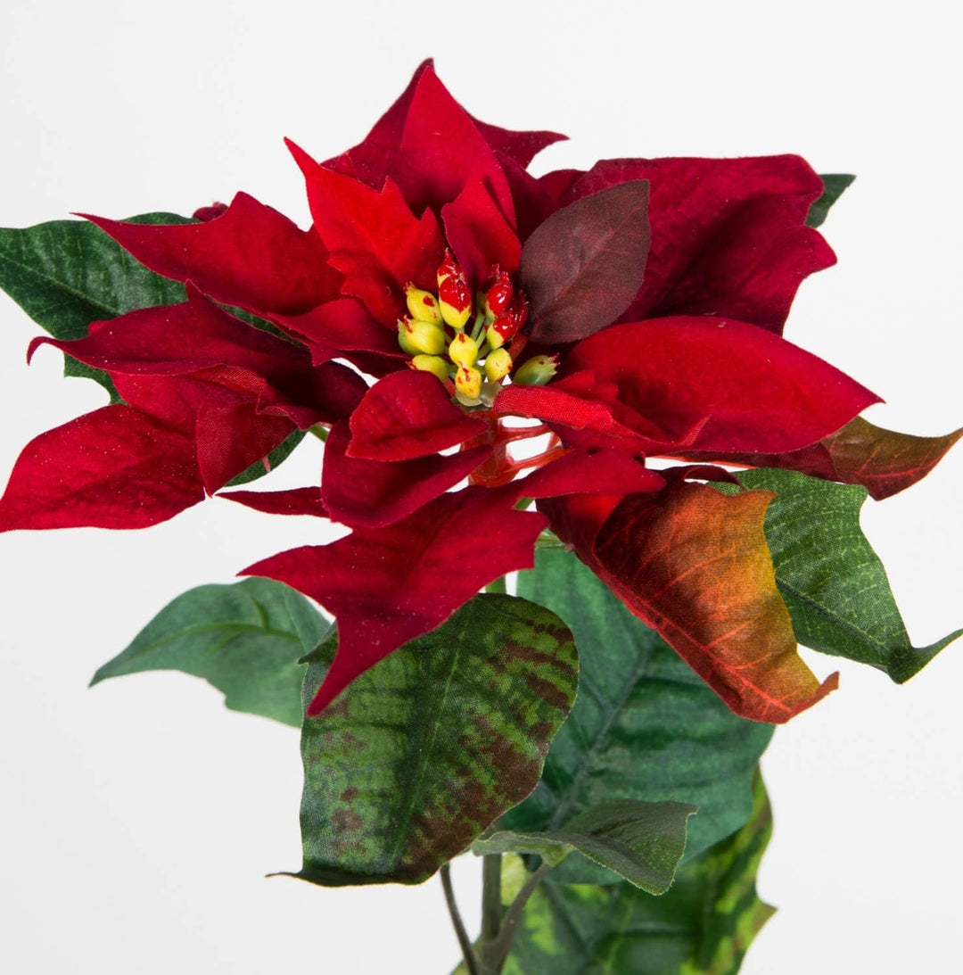Seidenblumen Ross 12 Stück Weihnachtsstern Natura 72cm samt-rot PM Kunstblumen künstliche Blumen Poi