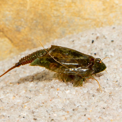 Triops cancriformis simplex Starterset: Urzeitkrebse Eier, 2,5 l Aquarium, Zubehör, Futter und Anlei
