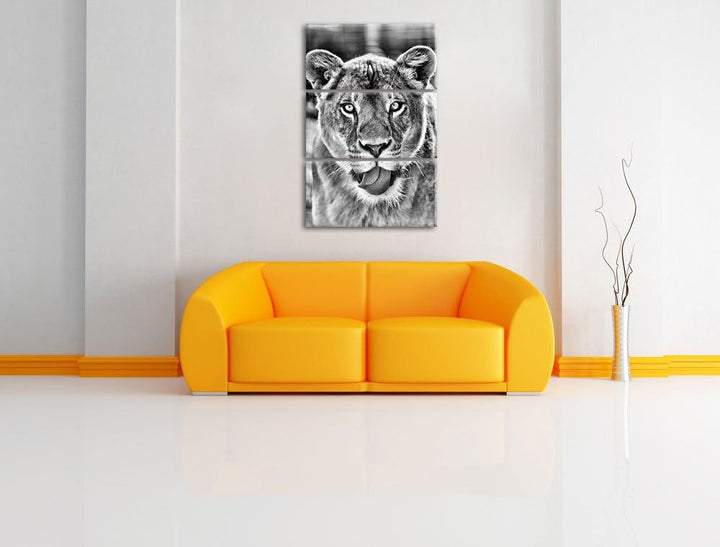 Pixxprint Monocrome, schöne Löwin 3-Teiler Leinwandbild 120x80 Bild auf Leinwand