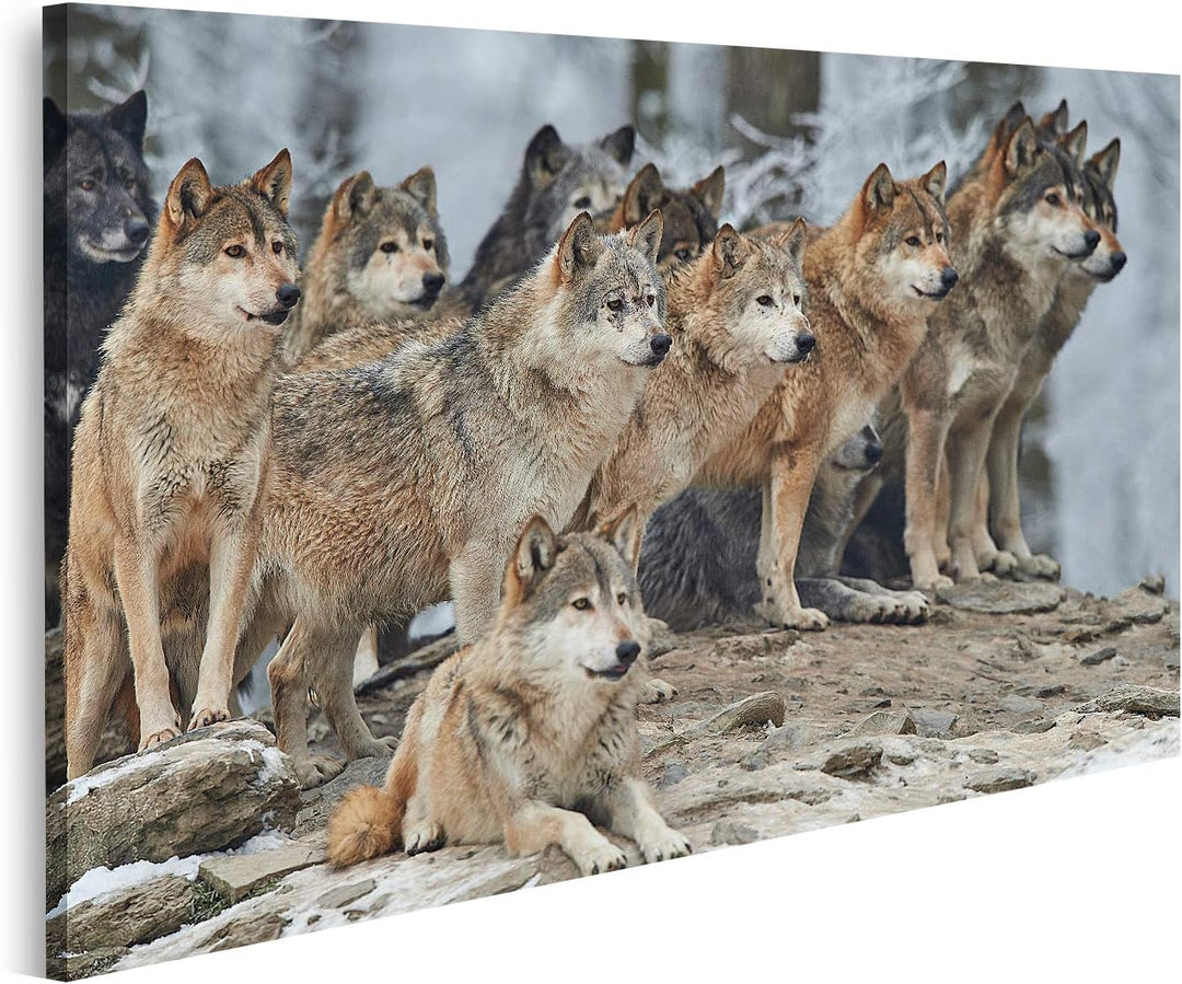 islandburner Bild auf Leinwand Rudel Wölfe Schnee Bilder Wandbilder Poster Leinwand 100x57cm, Leinwa