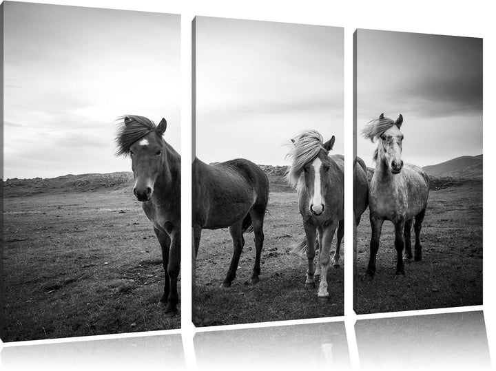 Pixxprint DREI Wilde Islandpferde Schwarz/Weiss 3-Teiler Leinwandbild 120x80 Bild auf Leinwand