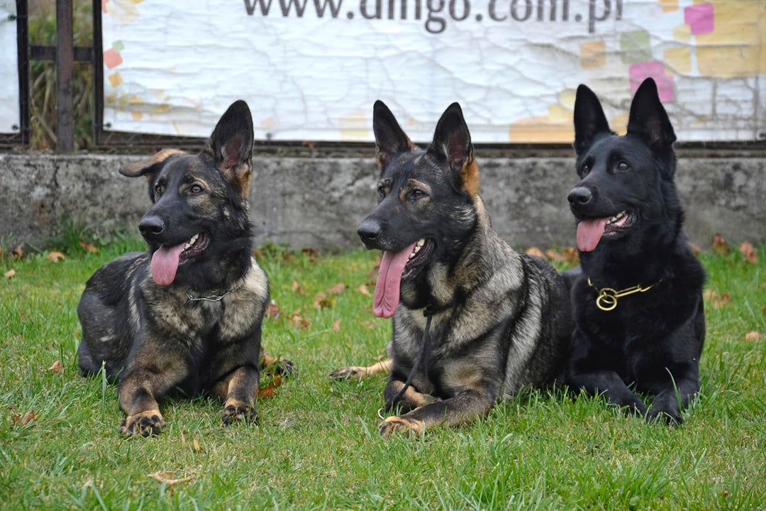 Dingo Gear Trainingshalsband für Hunde, sehr dünn, Starke Schnur, mit 1 Begrenzer, wasserdicht, lang