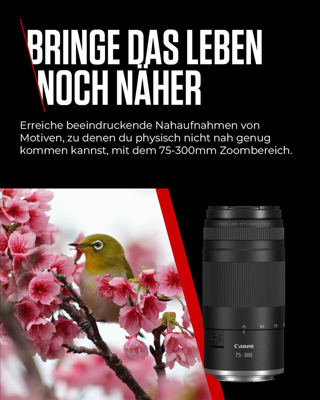 Canon RF 75-300mm F4-5.6 Objektiv | Leichtes Telezoom-Objektiv für Tier- & Sportfotografie | Mit Aut