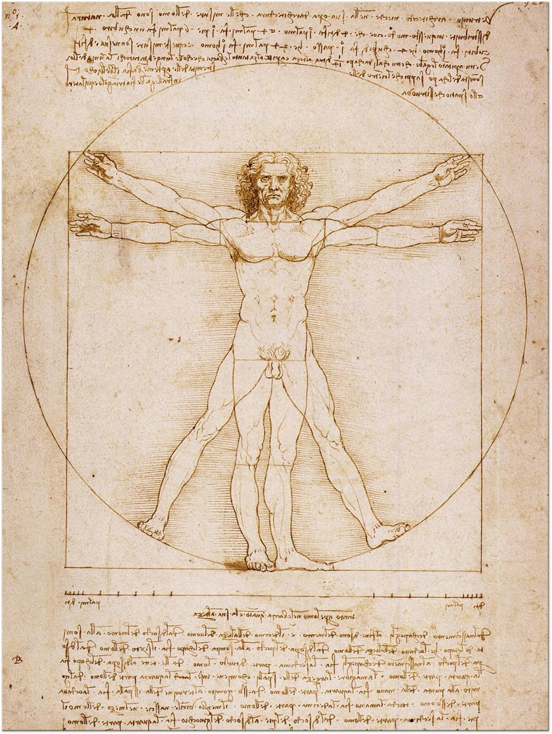 Bilderdepot24 Bild auf Leinwand | Leonardo da Vinci Vitruvianischer Mensch in 50x60 cm als Wandbild