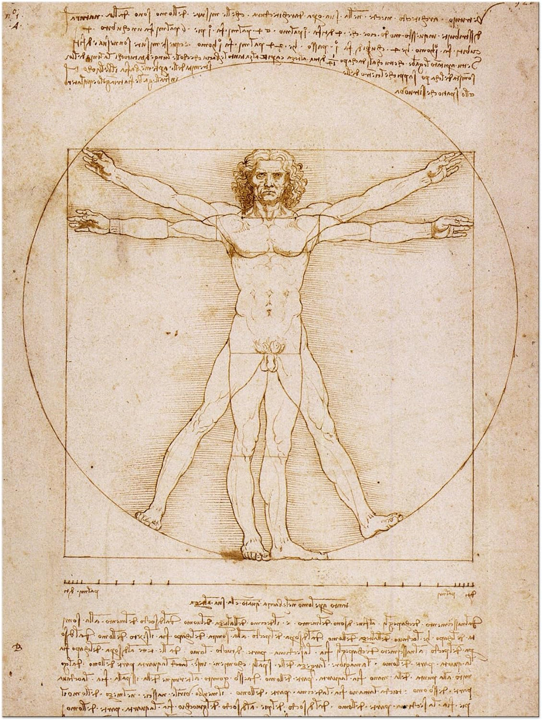 Bilderdepot24 Bild auf Leinwand | Leonardo da Vinci Vitruvianischer Mensch in 50x60 cm als Wandbild