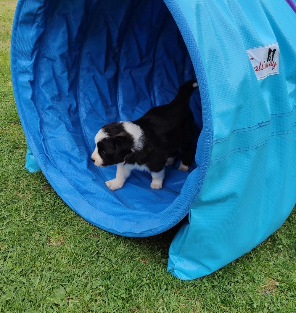 Callieway Agility Tunnel Stützsandsäcke (2er Pack) Standard - org (Cyan 2X)