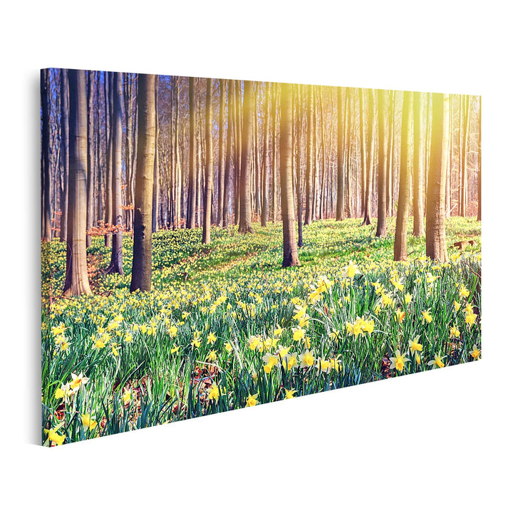 islandburner Bild auf Leinwand Frühling Wald Bedeckt Gelbe Narzissen Landschaft Bilder Wandbilder Po