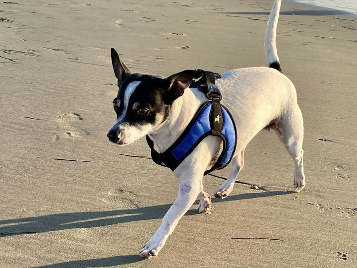 Gooby - Escape Free Easy Fit Hundegeschirr, kleines Hundegeschirr für Hunde, die ihrem Geschirr gern