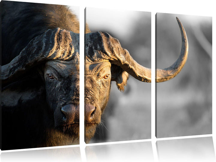 Pixxprint Kaffernbüffel mit kräftigen Hörnern B&W Detail 3-Teiler Leinwandbild 120x80 Bild auf Leinw