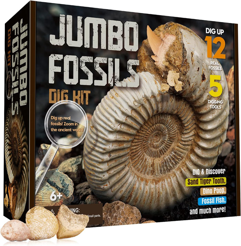XX Gross Fossilien Ausgrabungsset Kinder - Ausgraben 12 Versteinerungen Fossilien - Lehrreich Spielz