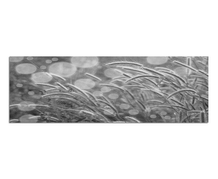 Paul Sinus Art Leinwandfoto als Panorama SCHWARZ/Weiss 120x40cm Kornfeld Herbst Abendsonne