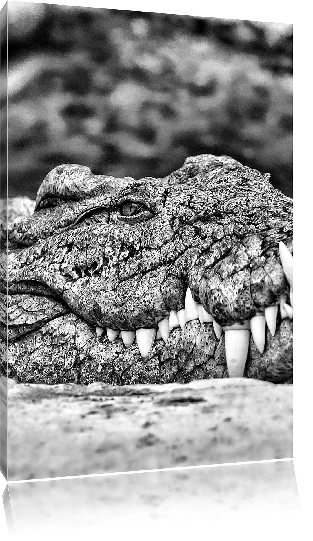 Pixxprint gigantisches Krokodil als Leinwandbild/Grösse: 100x70 / Wandbild/Kunstdruck/fertig bespann