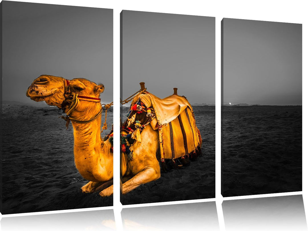Pixxprint Kamel in Ägypten als Leinwandbild/Grösse: 3 Teilig (120x80 cm) cm/Wandbild/Kunstdruck/fert