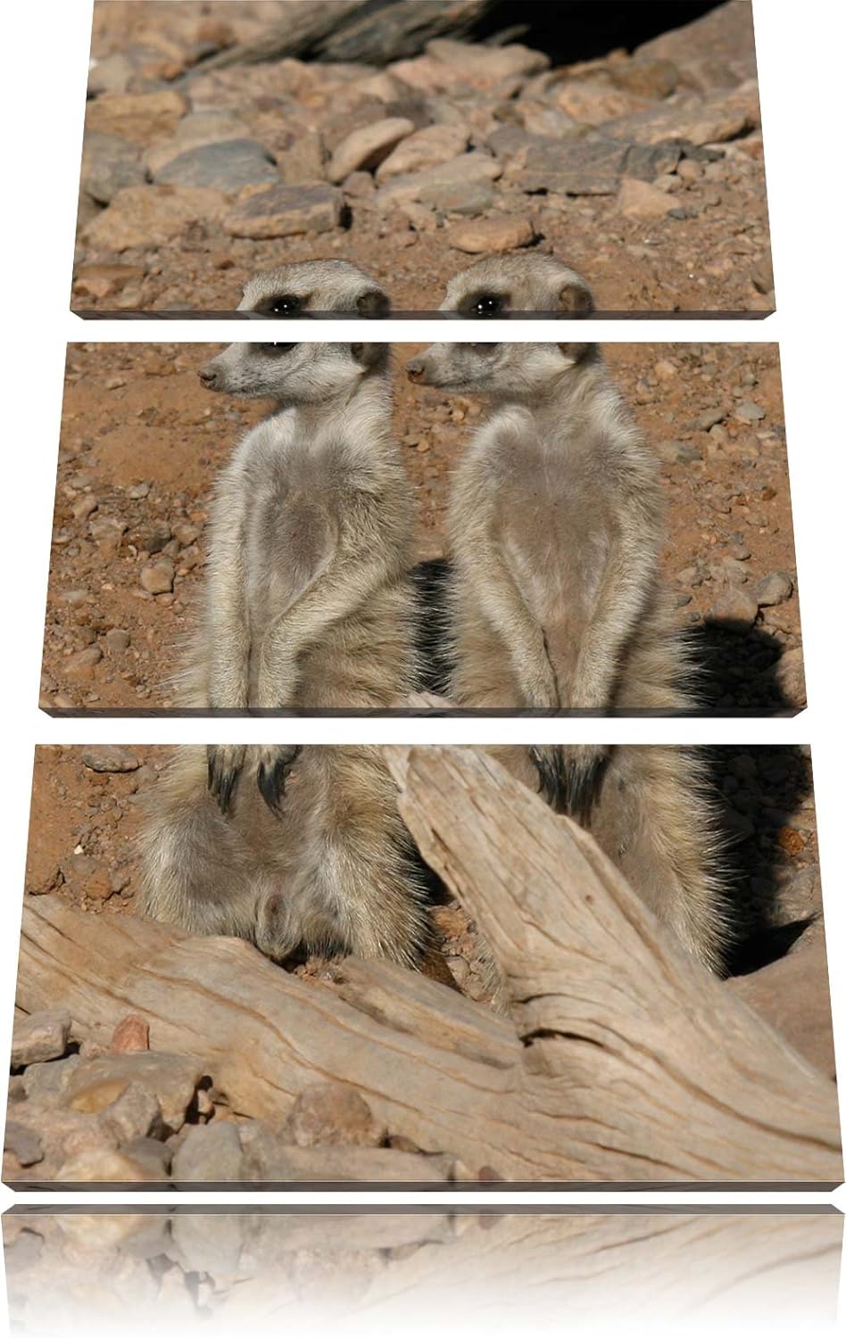 Pixxprint kleines Erdmännchenrudel 3-Teiler Leinwandbild 120x80 Bild auf Leinwand
