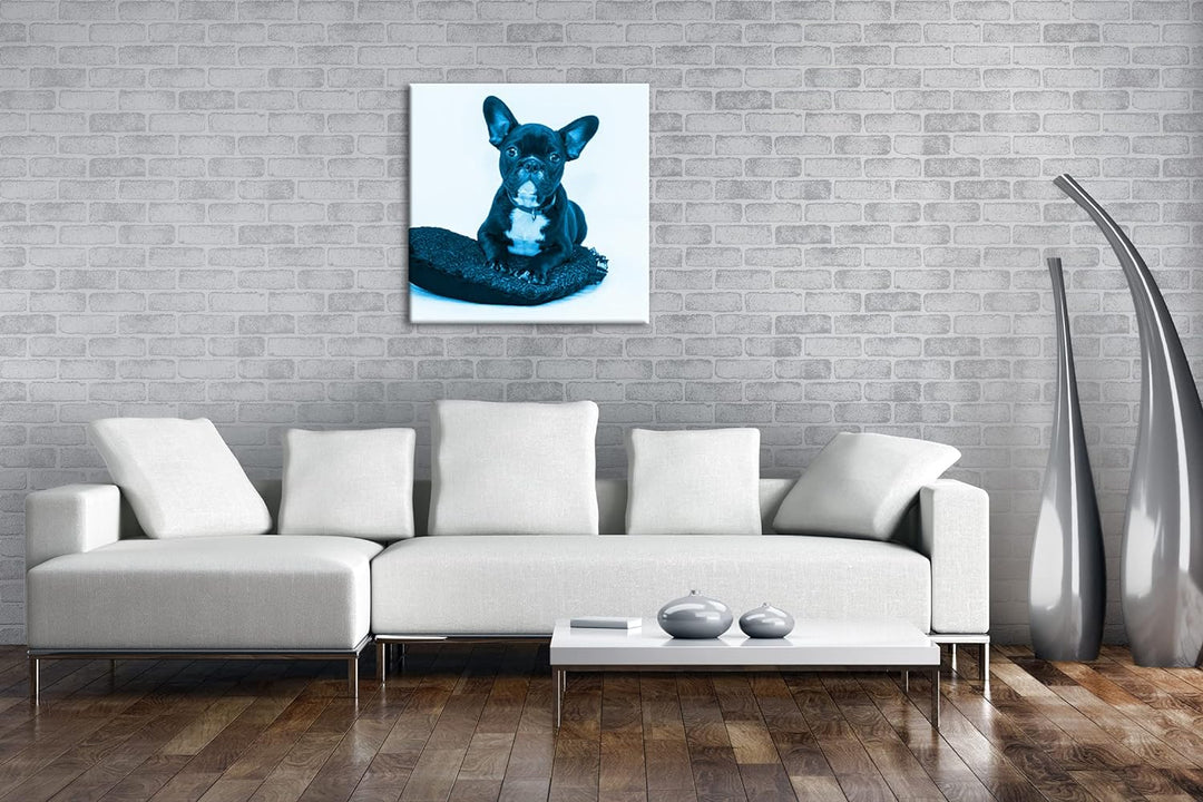 deyoli putzige Bulldogge mit einem Rotem Kissen Format: 60x60 Effekt: Monocrome Blau als Leinwandbil