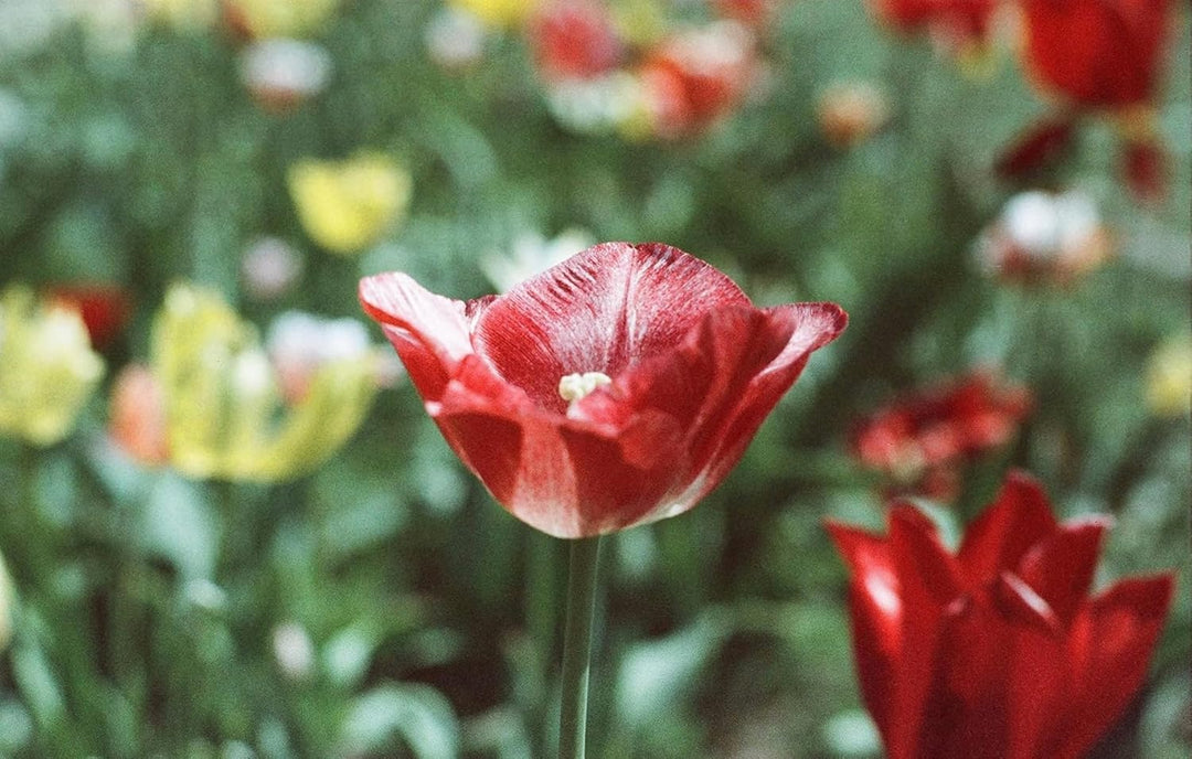 Color Classic NC500 (400/27 ISO) Negativ Kleinbildfilm -30,5 Meter Color 35mm Film 30,5 Meter, Color