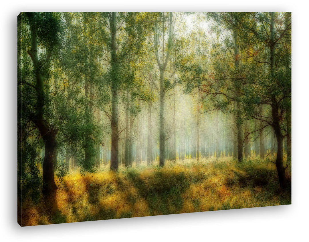 deyoli malerischer Wald Format: 80x60 als Leinwandbild, Motiv fertig gerahmt auf Echtholzrahmen, Hoc