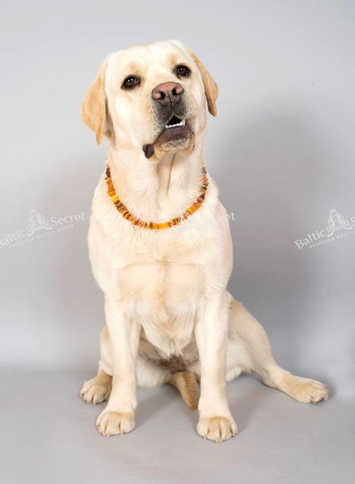 Bernsteinkette Hund | Bernsteinhalsband für Hunde &amp; Katzen | Hundehalsband I Natürliches Halsband Hu