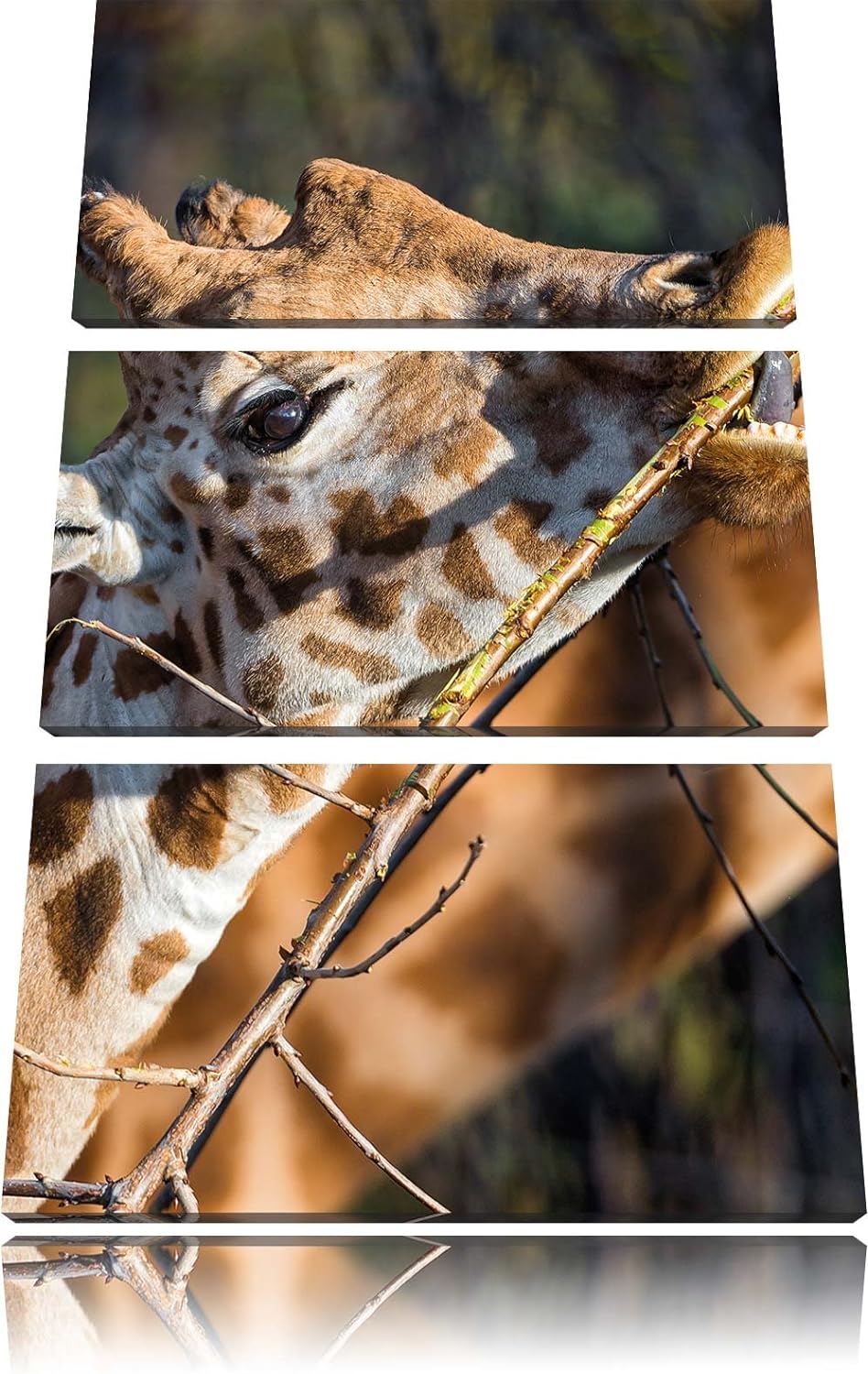 Pixxprint fressende Giraffe als Leinwandbild/Grösse: 3 Teilig (120x80) cm/Wandbild/Kunstdruck/fertig