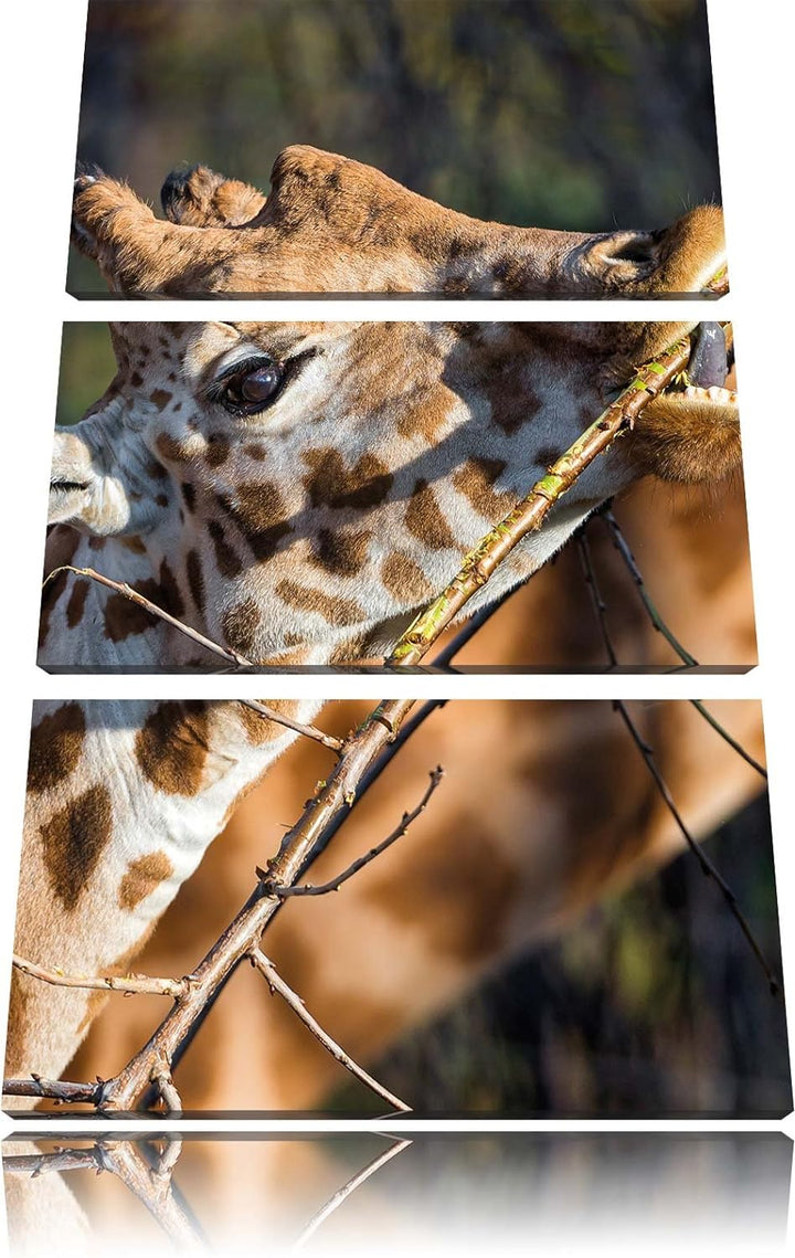 Pixxprint fressende Giraffe als Leinwandbild/Grösse: 3 Teilig (120x80) cm/Wandbild/Kunstdruck/fertig