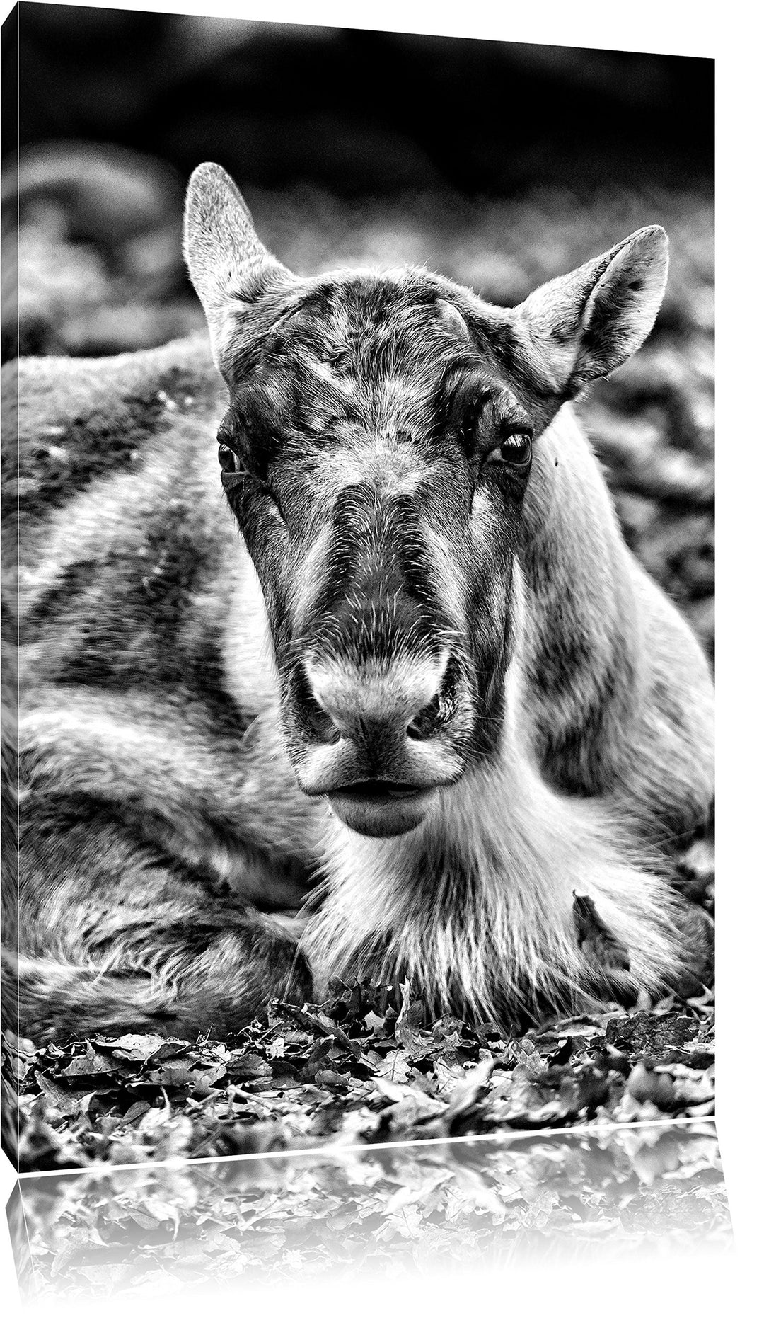 Monocrome, junger Elch, Format: 100x70 auf Leinwand, XXL riesige Bilder fertig gerahmt mit Keilrahme