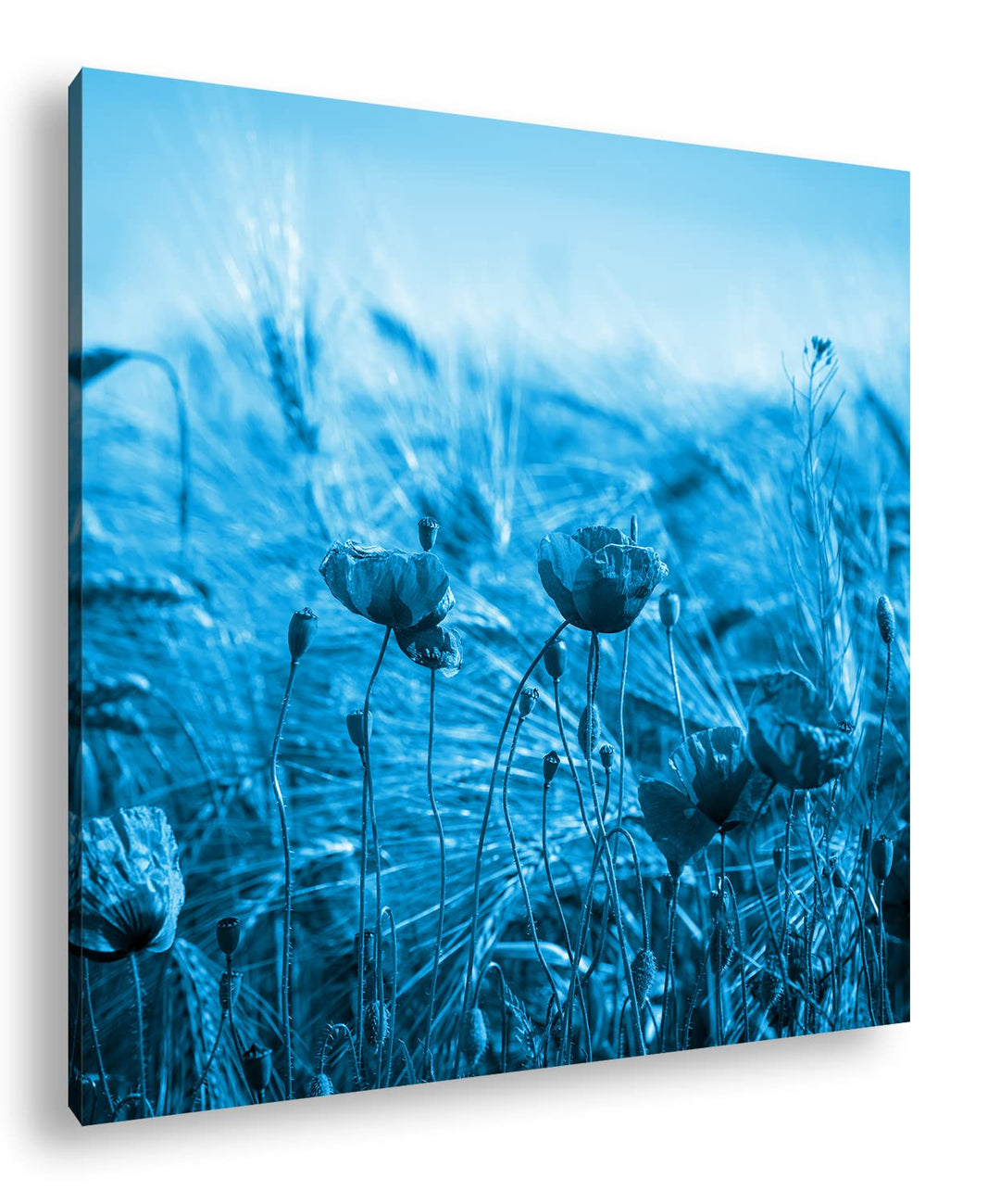 deyoli zarte Mohnblumen im Getreidefeld Format: 70x70 Effekt: Monocrome Blau als Leinwand, Motiv fer