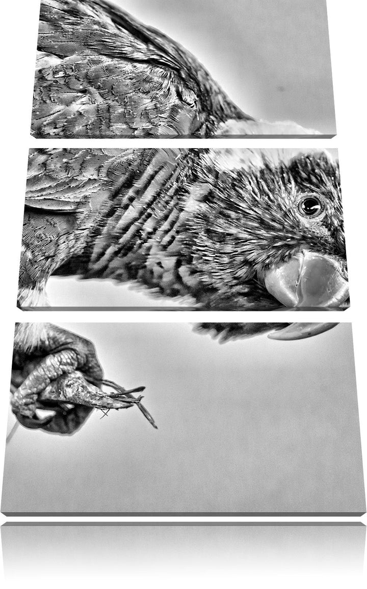 Pixxprint Edelpapagei auf AST als Leinwandbild/Grösse: 3 Teilig (120x80) cm/Wandbild/Kunstdruck/fert