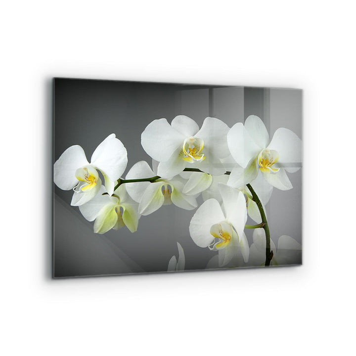 Wallfluent 80x60cm Glasrückwand für die Küche Wandanbringung Küchenrückwand Mit Motiv Spritzschutz F